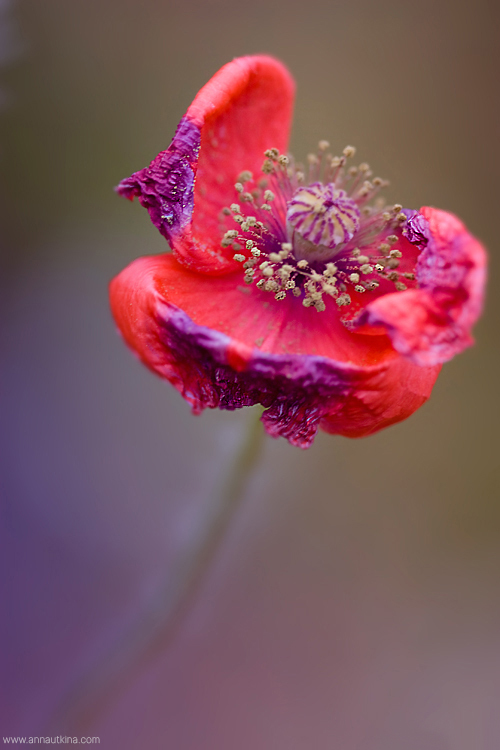 macro, macro flower, macro art, anna utkina, photography, macrophotograpy, floral art, макро, макрофотография, анна уткина