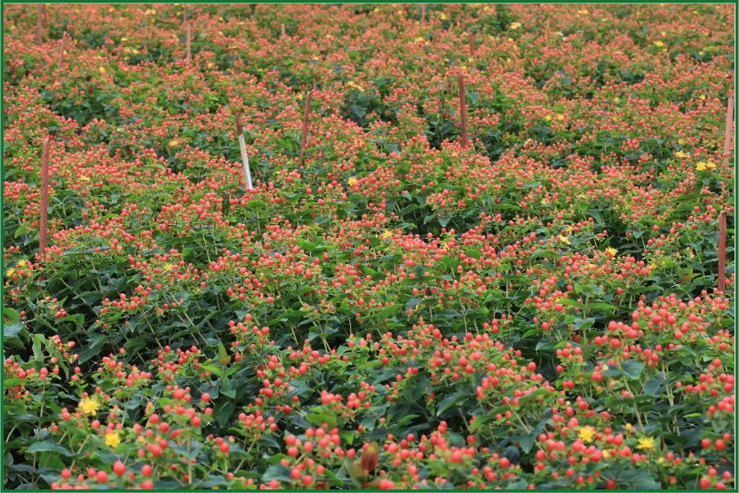 Общая информация о плантации Eco Roses