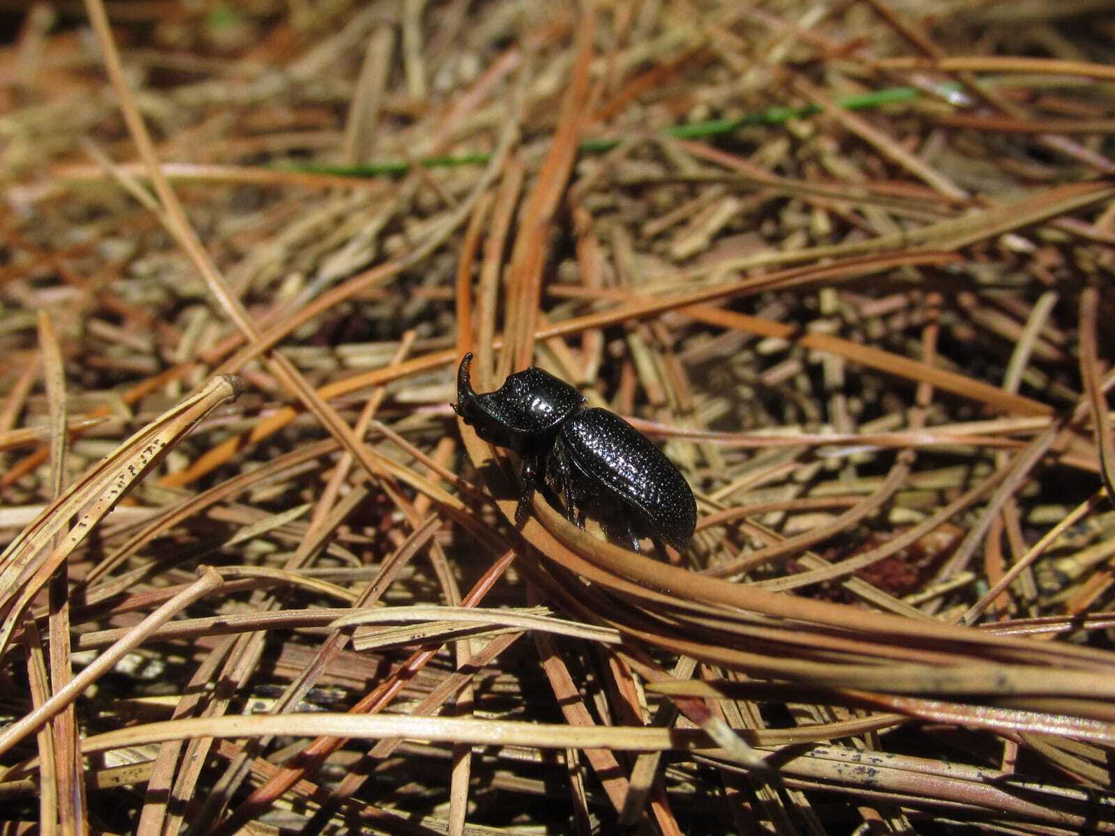 В Байкальском заповеднике жук-рогач