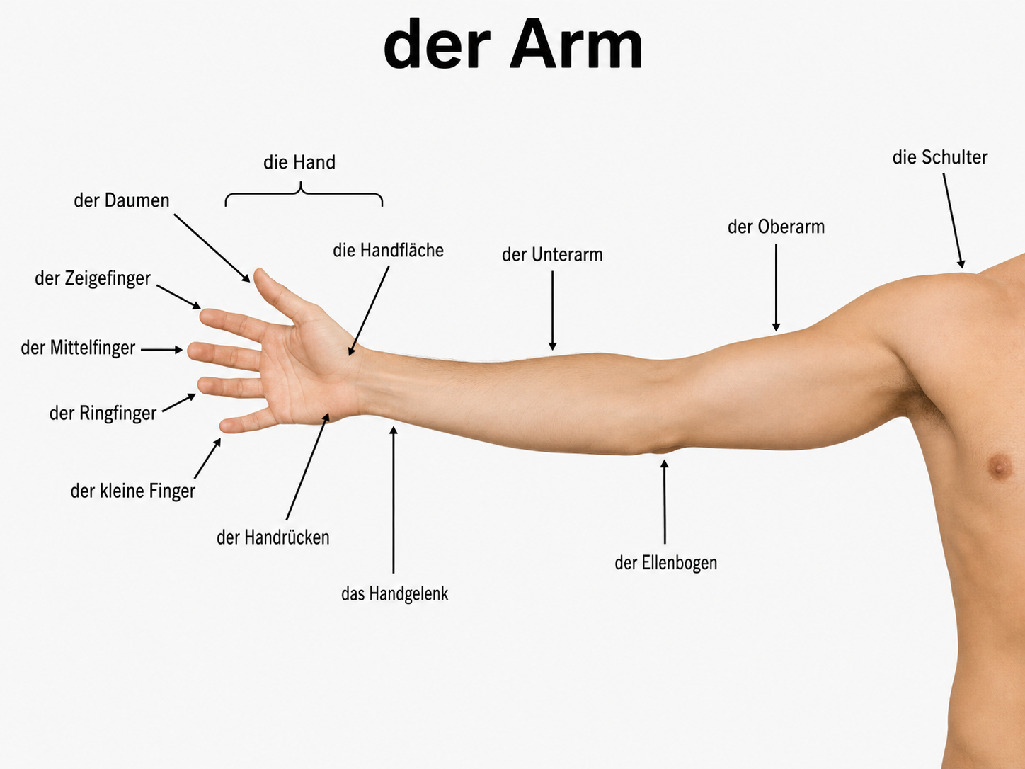 körperteile deutsch