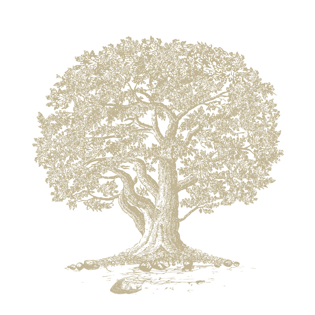 Раскидистое дерево рисунок
