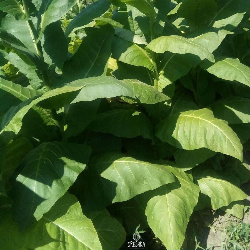 tobacco plant for sale Tobacco Sobolchski-33 fresh seeds, Nicotiana tabacum