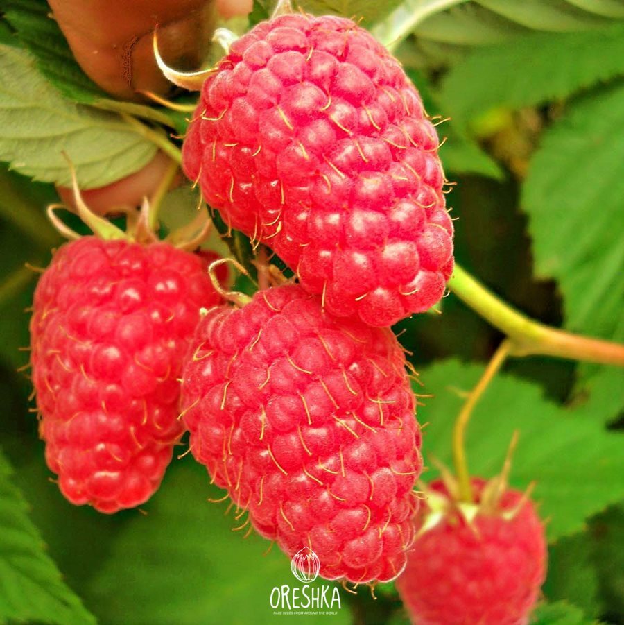 Seeds of Very Raspberry Maroseika - 150 pcs