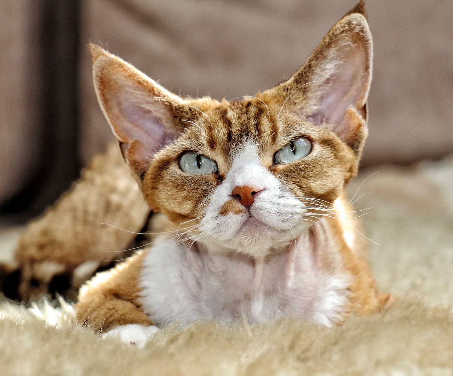 кошка девон-рекс шоколадного окраса