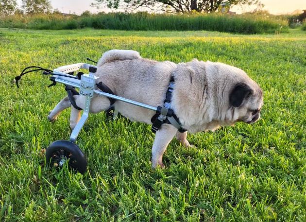 Hund mit Rollstuhl bewegt sich frei im Freien