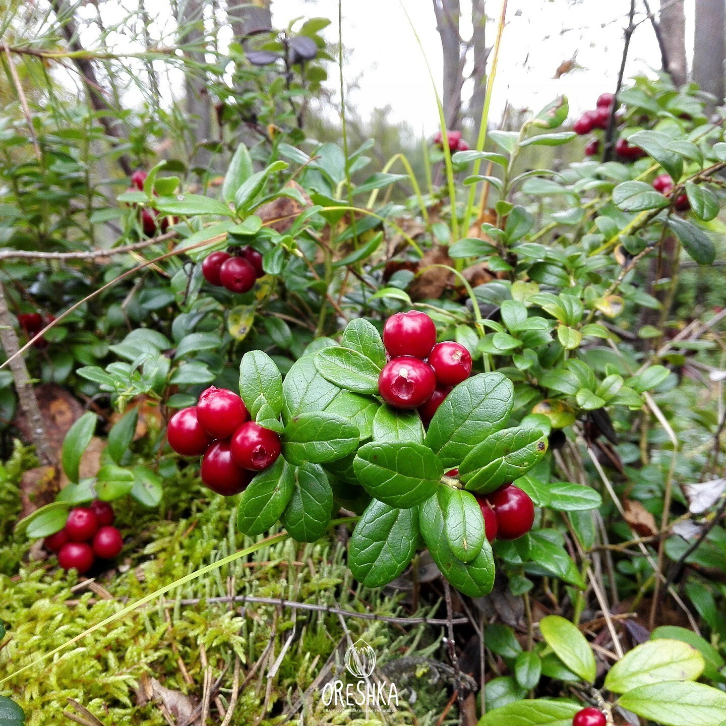 Vaccinium vitis-idaea large bowl freshly picked berries