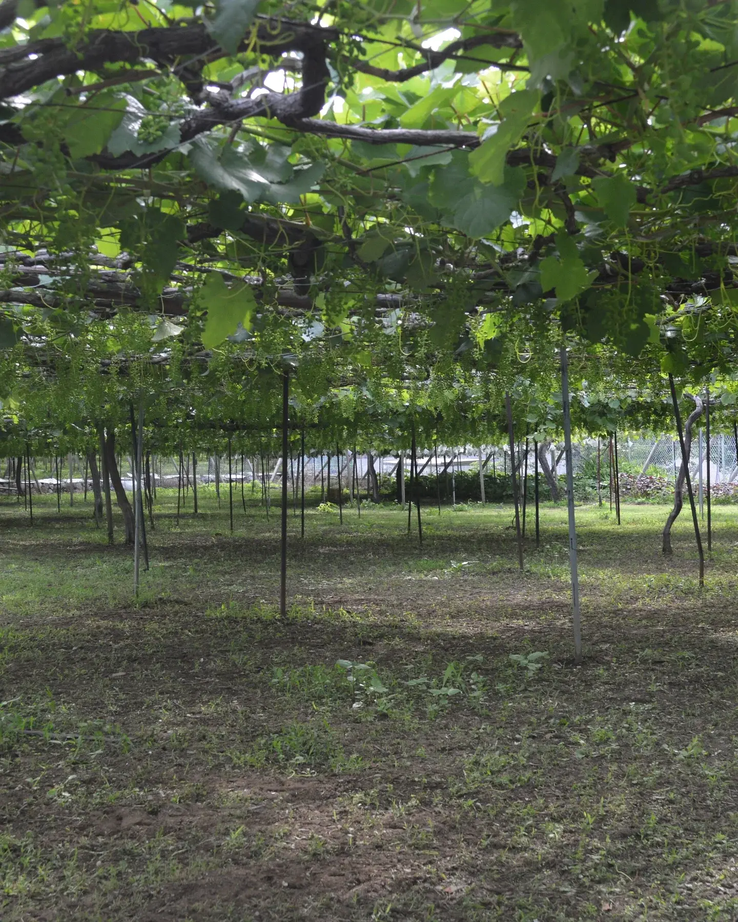 Виноградник в Кацунуме, префектура Яманаси