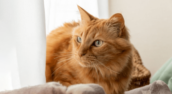 Почему у кошек выпадают усы?