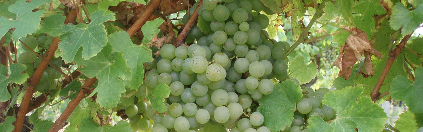 Сорт винограда для белого вина 7 букв
