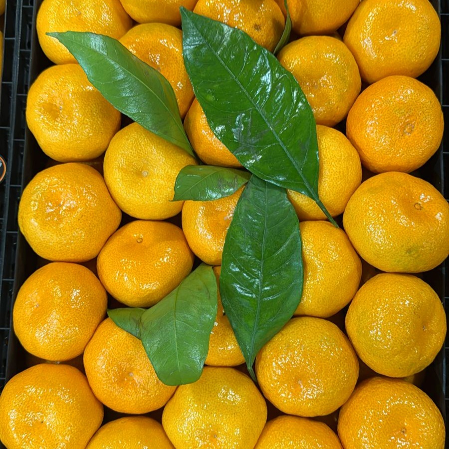 Купить марокканские мандарины с доставкой