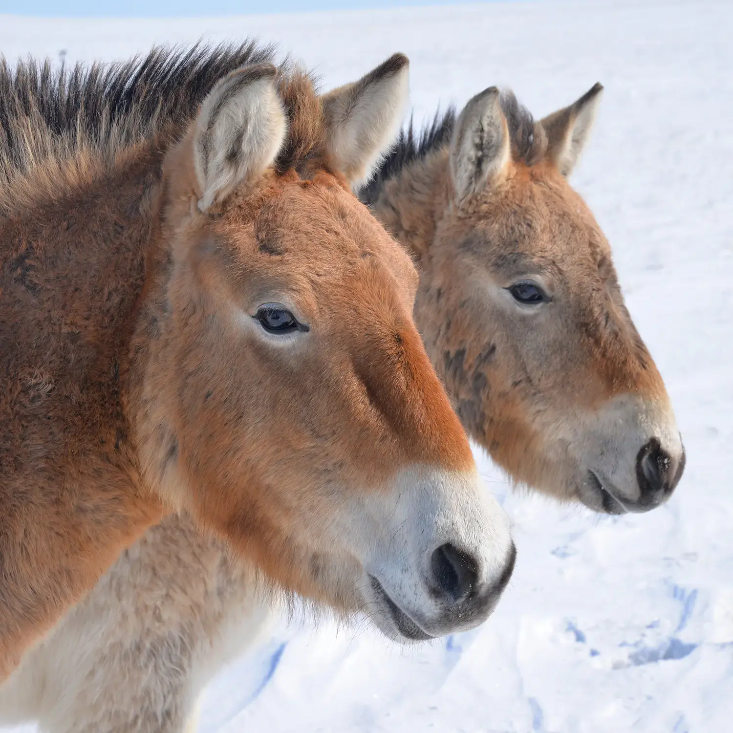 Глаза лошади