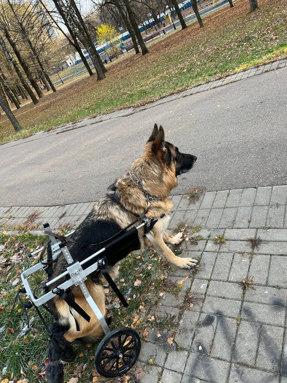 Deutscher Schäferhund