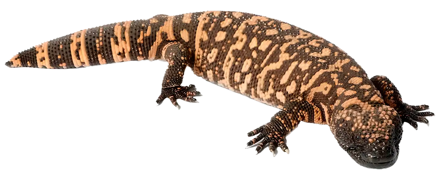 Semaglutide, Tirzepatide, GLP-1, and GIP