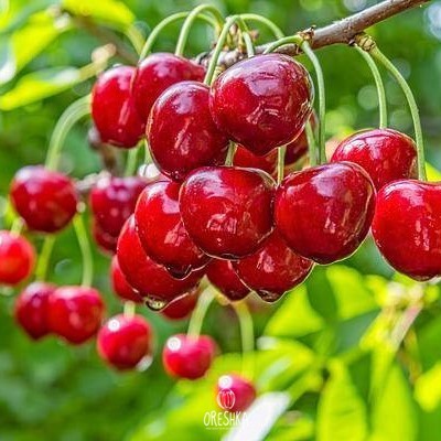 May Sweet Cherry Prunus avium seeds — Oreshka Seeds
