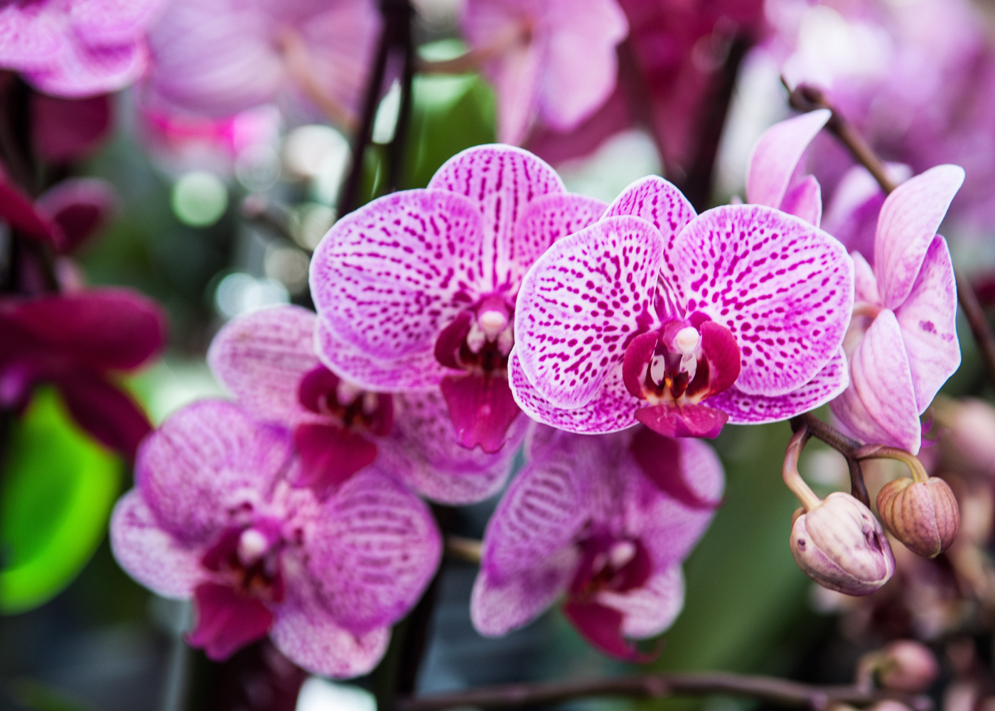 Орхидея цимбидиум бордо. Цвета орхидей. Цвета орхидей. Цвета орхидей. Фаленопсис charleston.