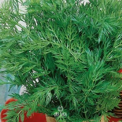 Seeds of Caraway (Carum carvi) — 50 pcs