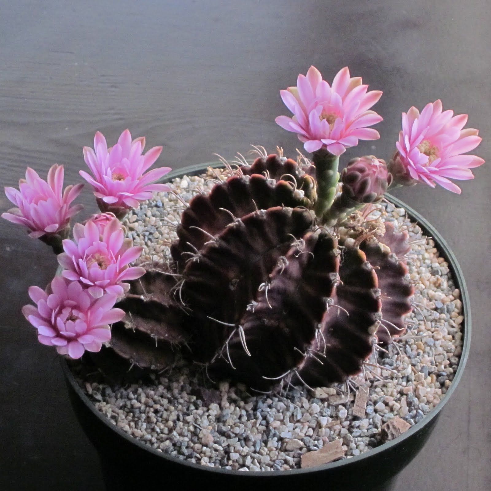 Кактус Gymnocalycium mihanovichii