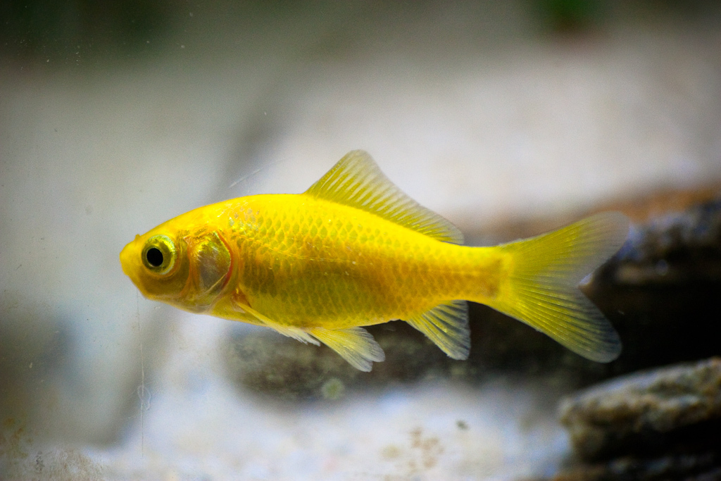 Рыбка золотого цвета. Лимонная Комета рыбка. Комета лимонная аквариумная рыбка. Комета желтая лимонная. Комета Золотая (лимонная).