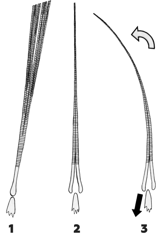 типы плавниковых лучей лосося узв акваферма