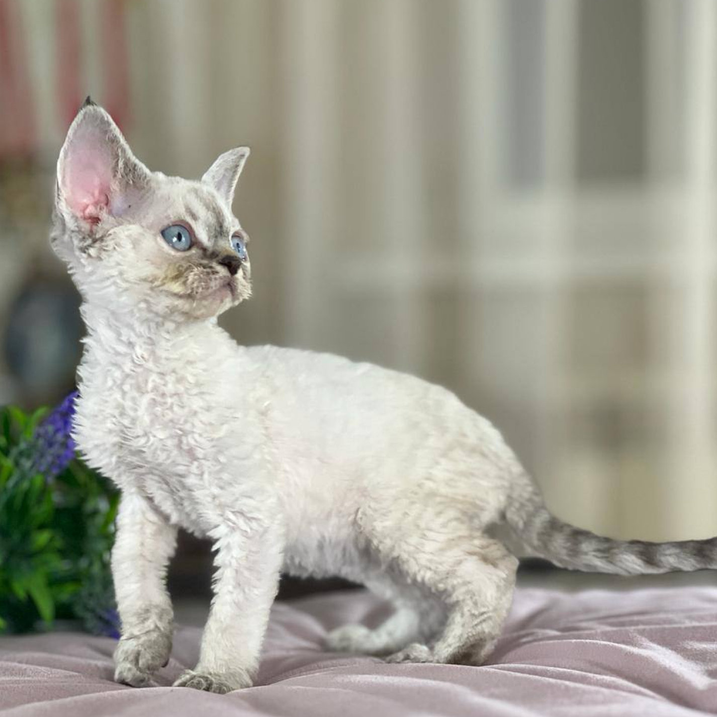 Devon-Rex