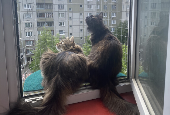 Балкон кошек «Васька» с двумя кошками Мейн-кун