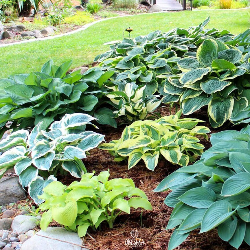 Seeds of plantain lilies (Hosta) — 15 pcs