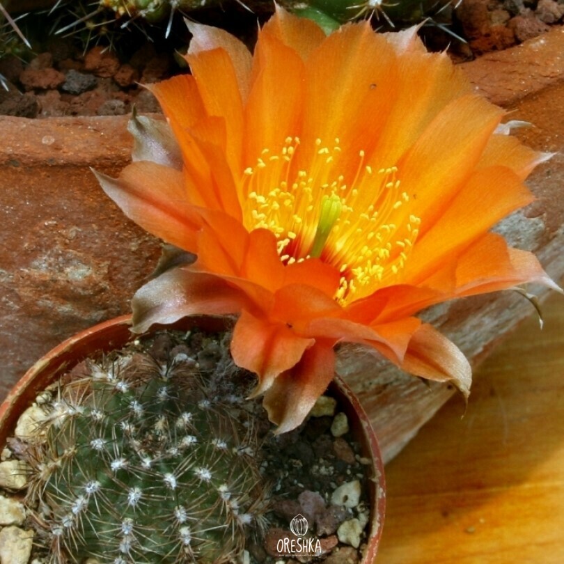 Seeds of Cactus Lobivia amblayensis WR 19 (Lobivia amblayensis WR 19) — 10 pcs