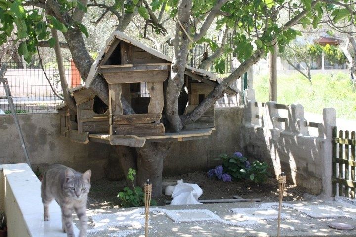 Домики для кошек в турции на улице