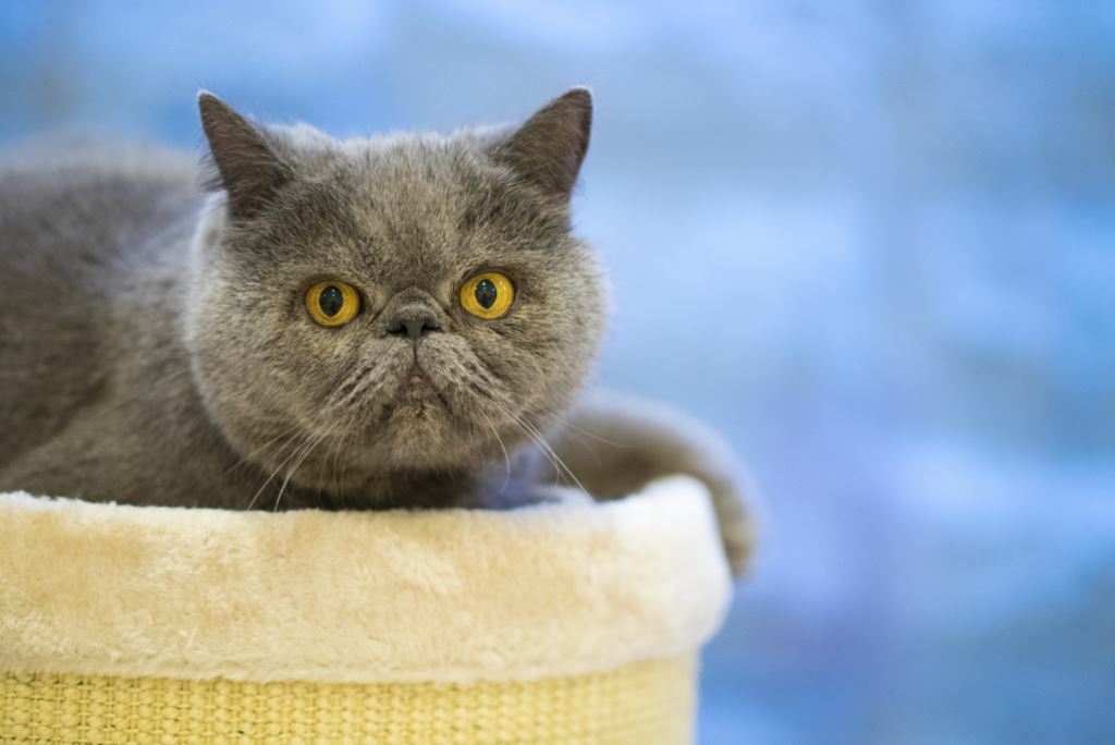 Экзот