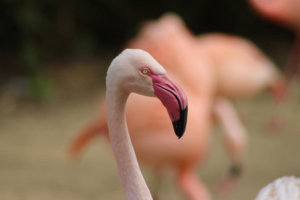 Клюв Фламинго