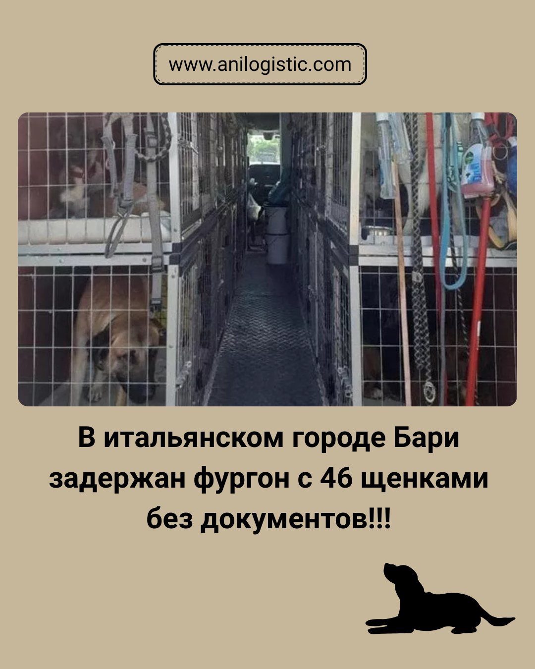 В Бари выявлен случай нелегальной перевозки щенков. 46 животных спасены, полиция ведёт проверку.