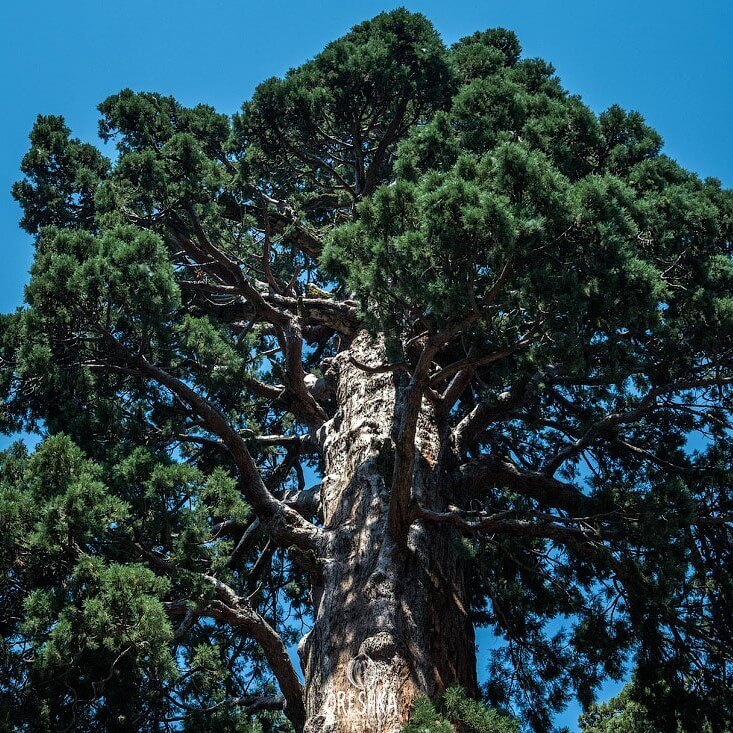 Sequoia sempervirens forest floor ferns
