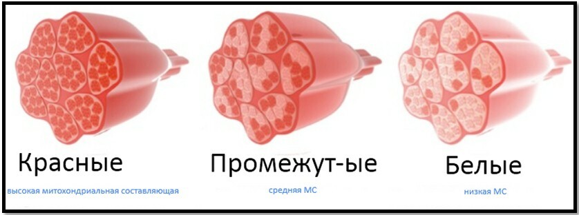 Красные, промежуточные и белые мышечные волокна с разной митохондриальной составляющей