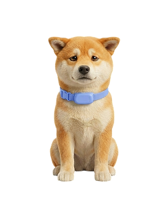 Пёс с ожиданием