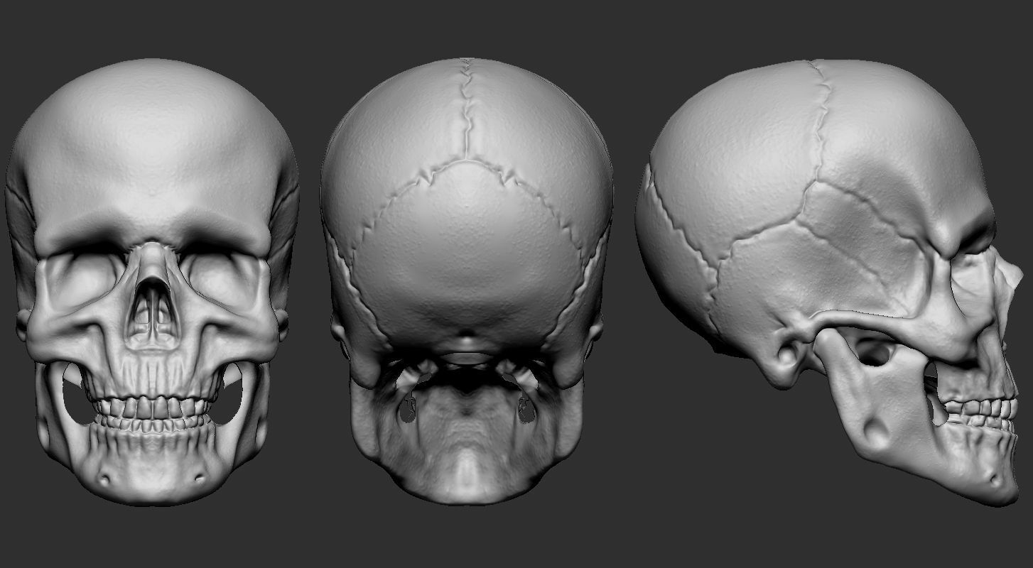 3d models anatomy