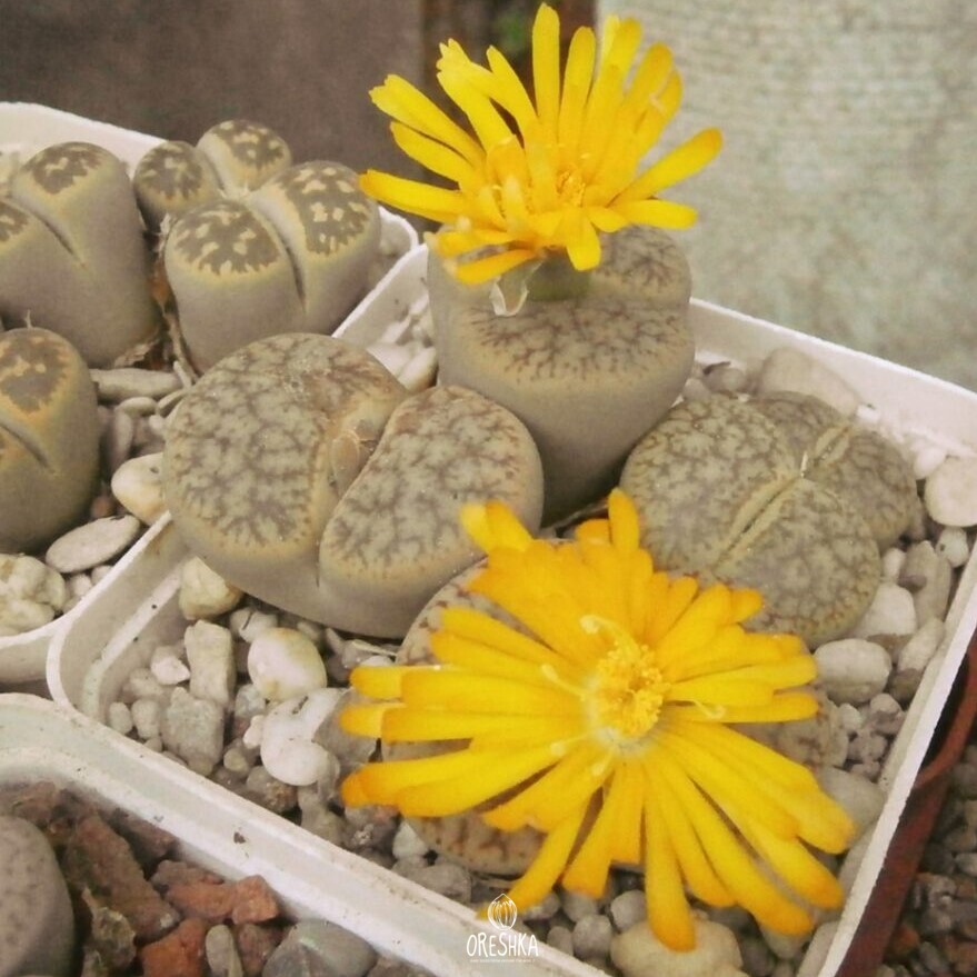 Seeds of Succulent Lithops pseudotruncatella C 100 (Lithops pseudotruncatella C 100) — 10 pcs