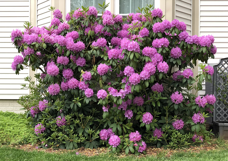 Rhododendron 'Roseum Elegans' • Garden Modern