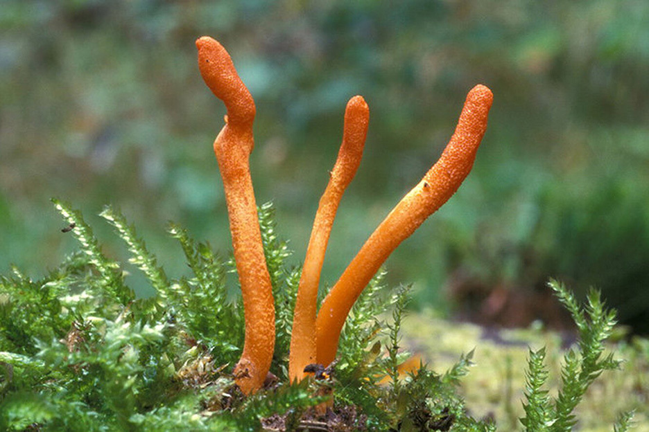 Гриб кордицепс - купить в интернет-магазине по выгодной цене