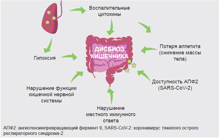 Легкие кишечник