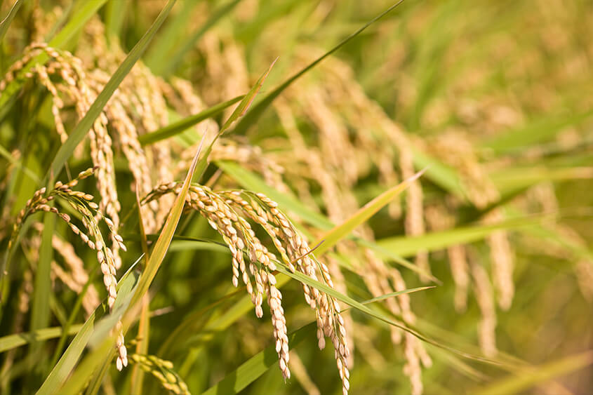 Оризът като култура Ориз Krina