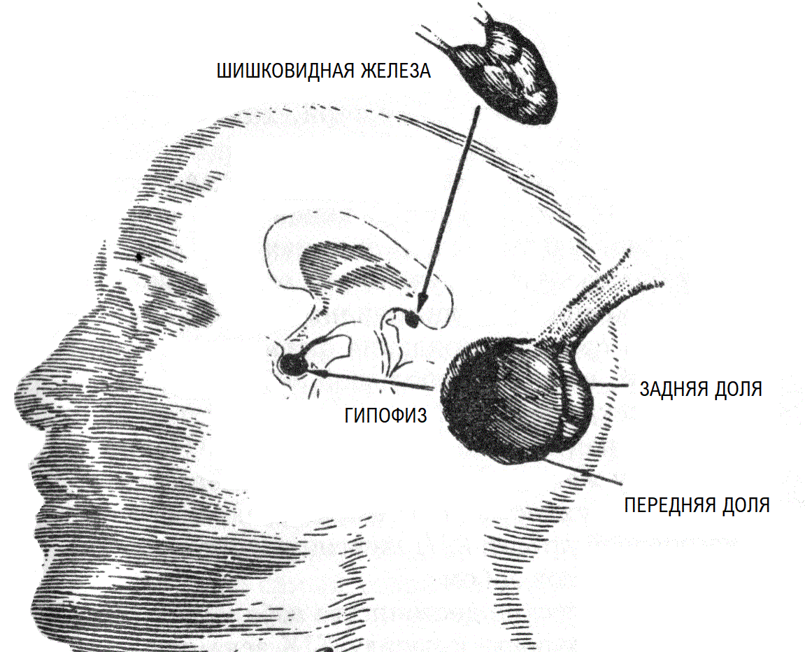 шишковидная железа где находится фото