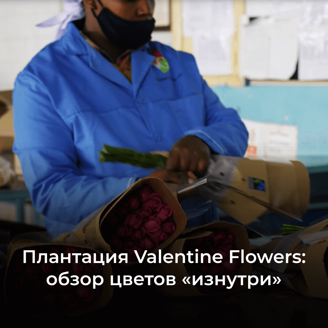Плантация Valentine Flowers: обзор фермы с отличным ассортиментом и низкими ценами на розы
