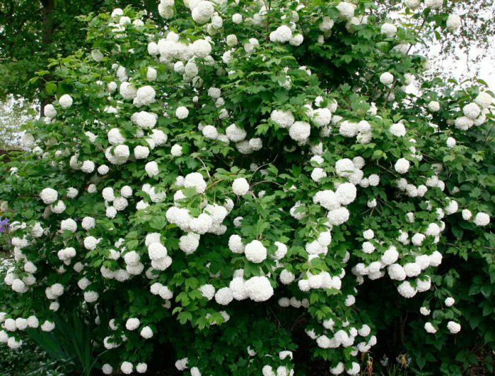 Калина обыкновенная (Viburnum opulus), или калина красная