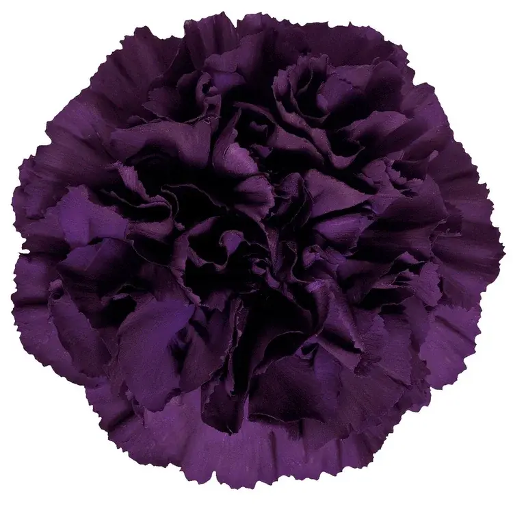 Гвоздика Moonvista