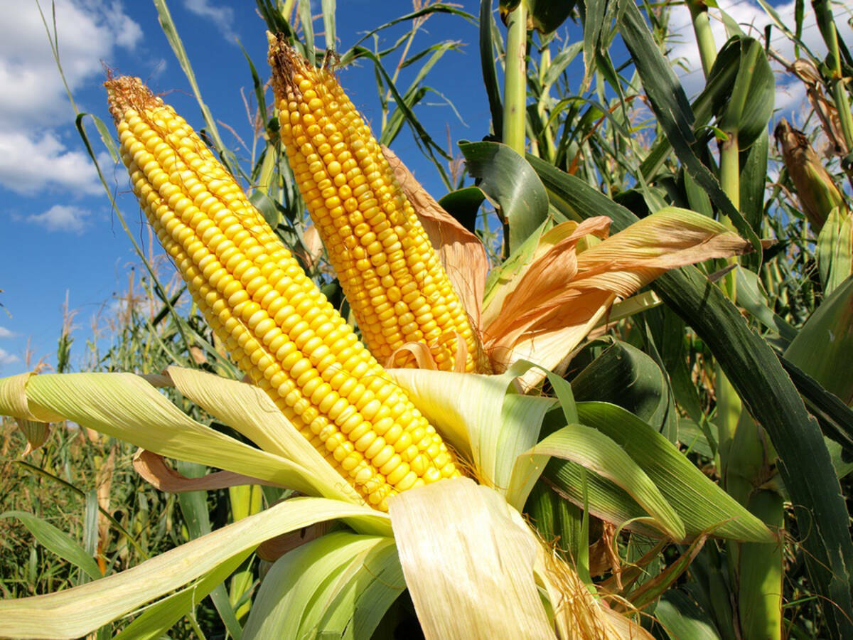 Corn note. Оверленд кукуруза. Кукурузные поля Калифорния. Clearfield кукуруза. Гетерозис кукурузы.