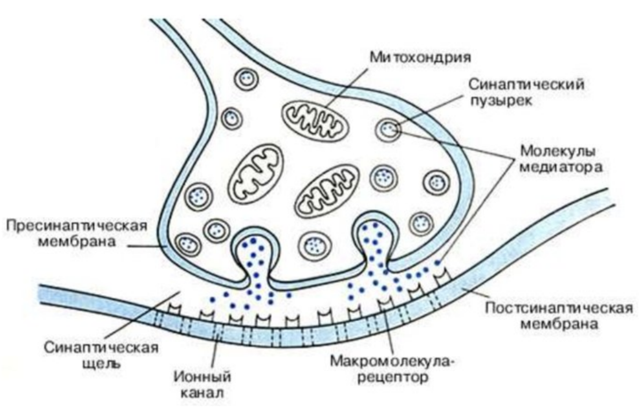 Везикулы с нейромедиаторами. Схема строения синапса. Нервно мышечный синапс пресинаптическая мембрана. Строение химического синапса. Нервно мышечный синапс микрофотография.