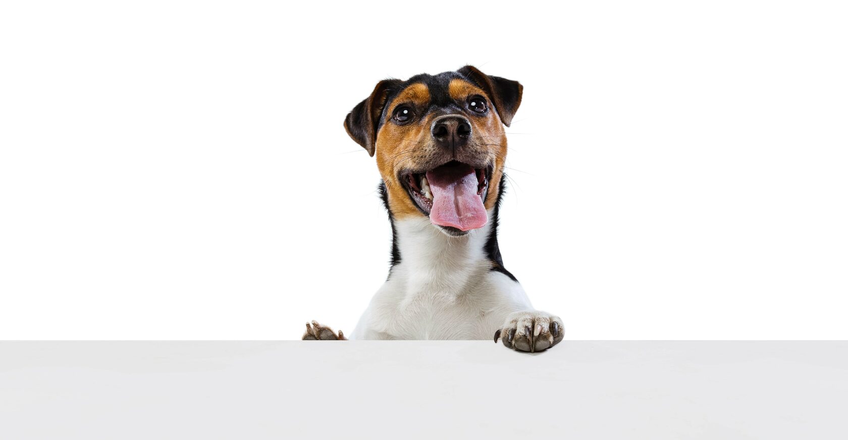 интернет-магазин погрызи