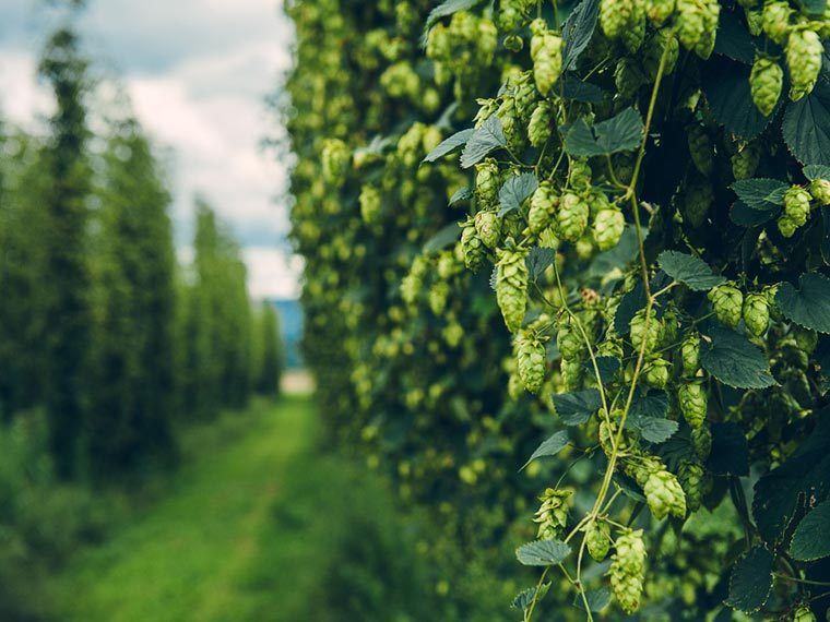 Хмельные рекорды