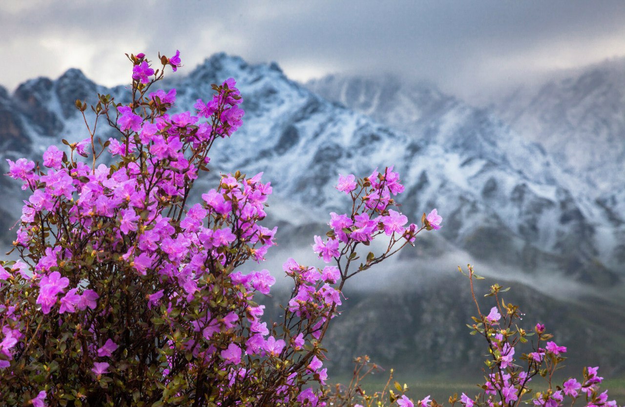 Алтайская сакура фото