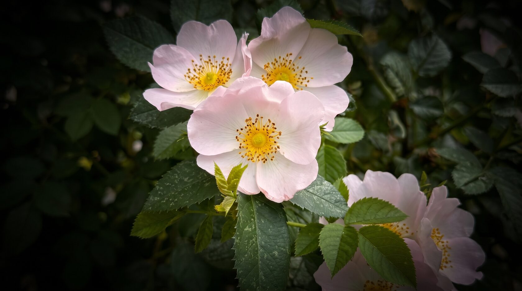 Luxury flower video preview